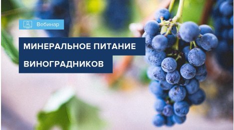 ВЕБИНАР "МИНЕРАЛЬНОЕ ПИТАНИЕ ВИНОГРАДНИКОВ"