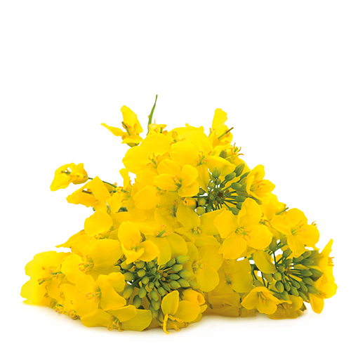 Рапс  <br>(100-200 кг/га)