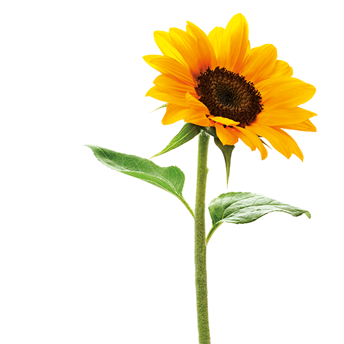Күнбағыс <br>(100-300 кг/га)