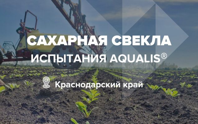 Опыт на сахарной свекле в Усть-Лабинском район